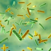 les-ptits-bateaux-microbes-deplacent